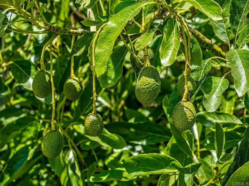 1 Palamino
