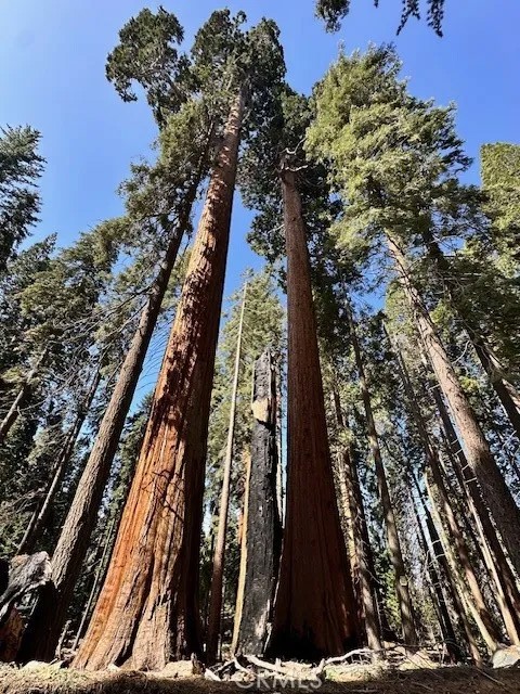 54584 Ponderosa