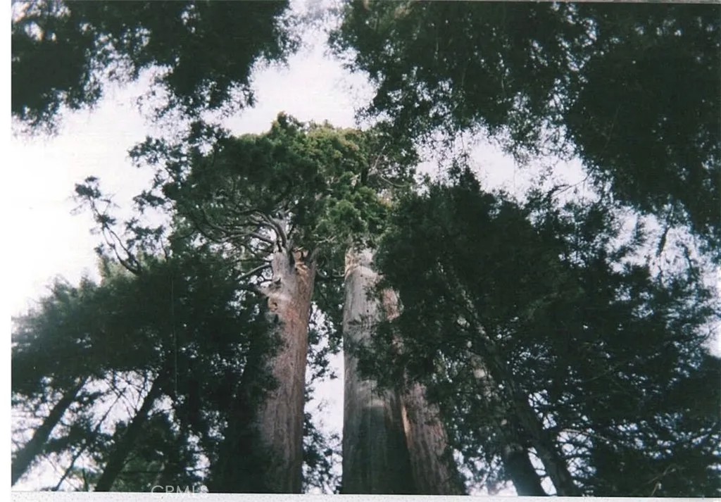 54584 Ponderosa
