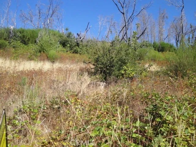 0 Meadow