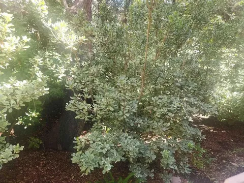 2926 Alwood Court, Spring Valley, CA 91978 - #: PTP2508304