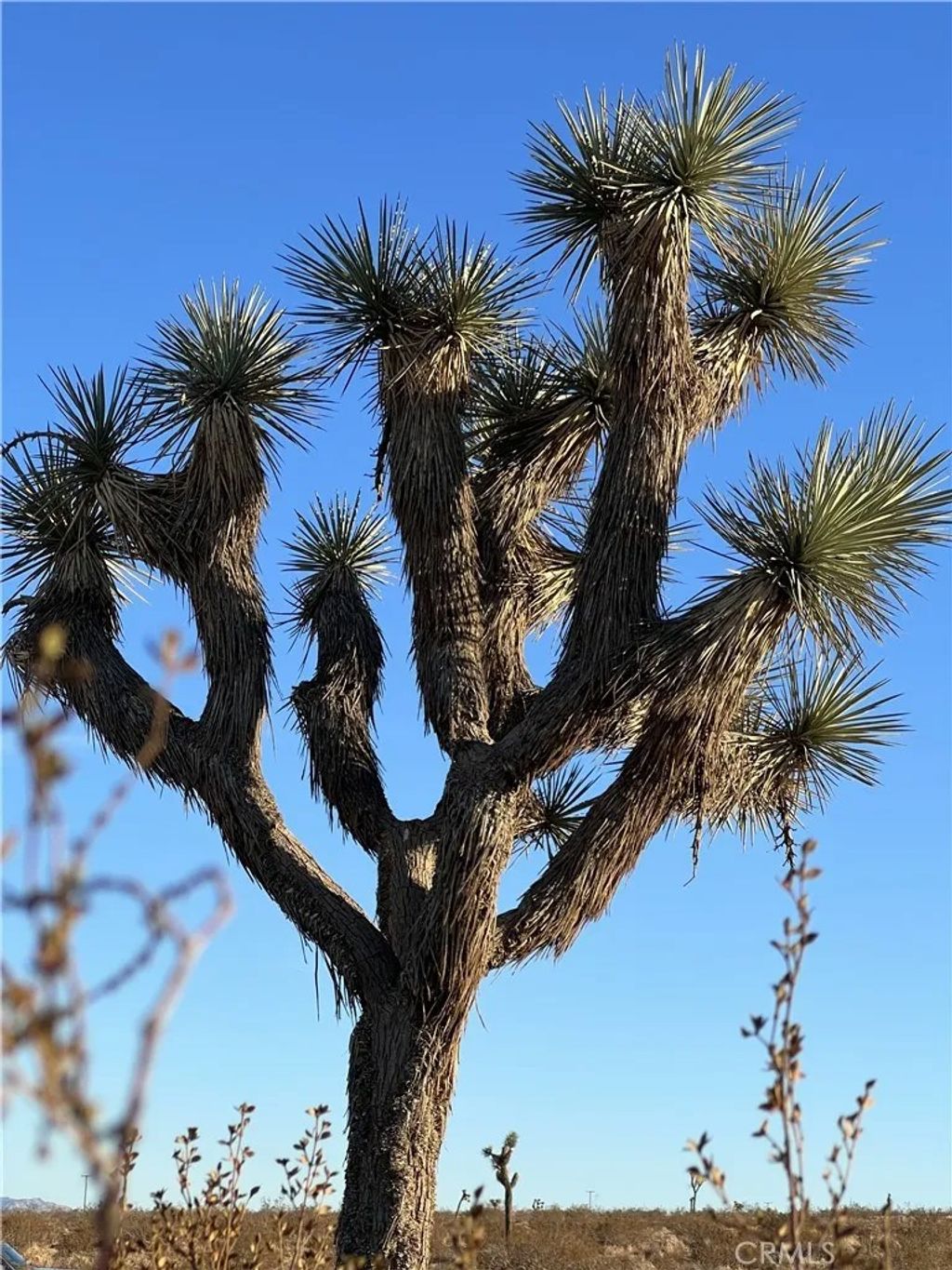 Photo of 575 N Covelo, Landers, CA 92285 (MLS # TR26080912)