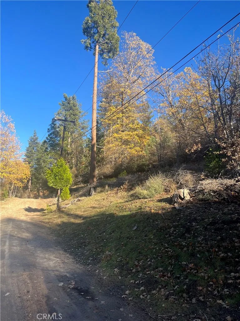 29834 Juniper