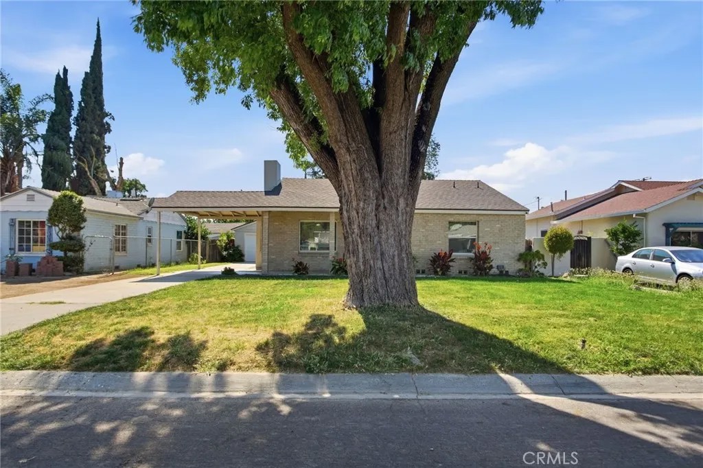 337 Camellia