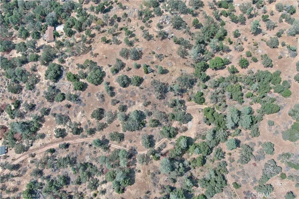 20 Bull Pine