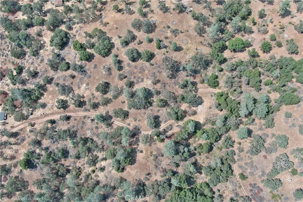 20 Bull Pine