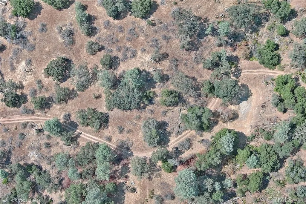 20 Bull Pine