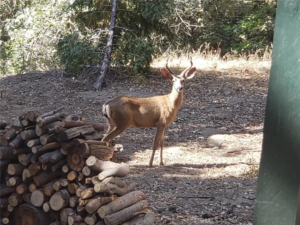 550 Coyote Trail