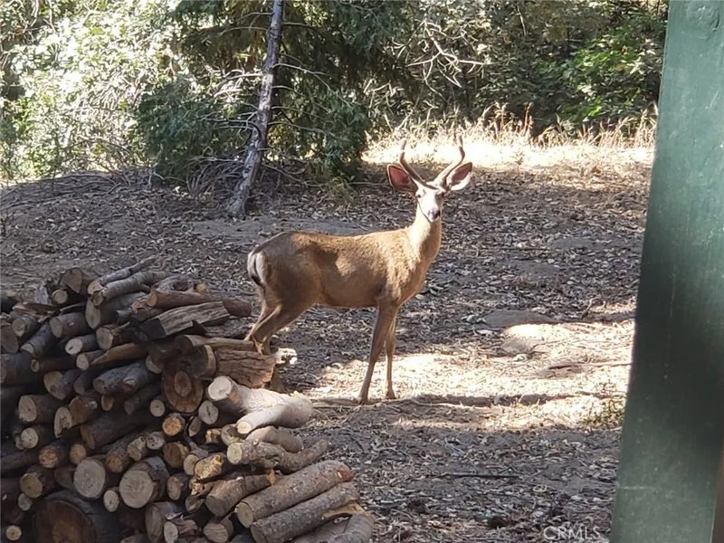 550 Coyote Trail