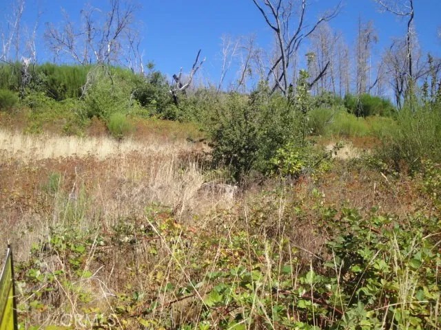 0 Meadow