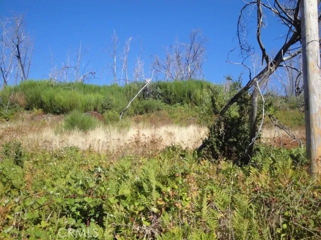0 Meadow