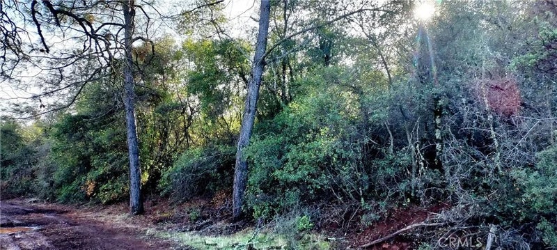 15151 Gray Pine