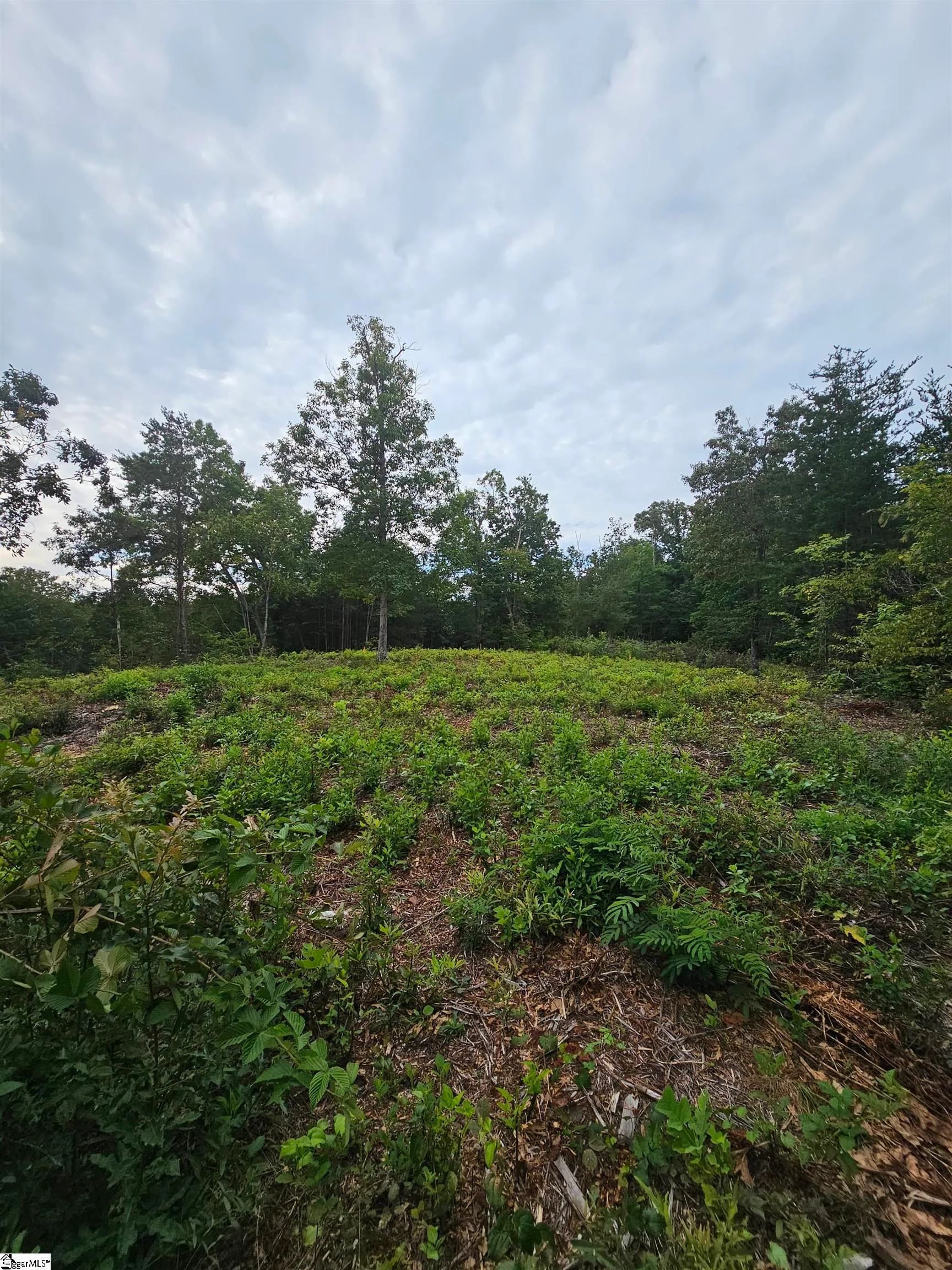 1146 Belue Mill Road