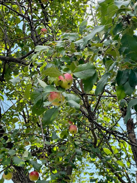 Tiny photo for 124 N 24th Ave E Ave, Duluth, MN 55812 (MLS # 6122066)