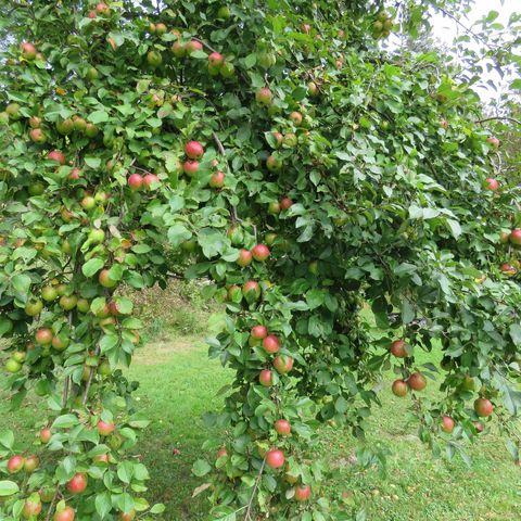 Tiny photo for 1921 W Highway 61, Grand Marais, MN 55604 (MLS # 6122149)