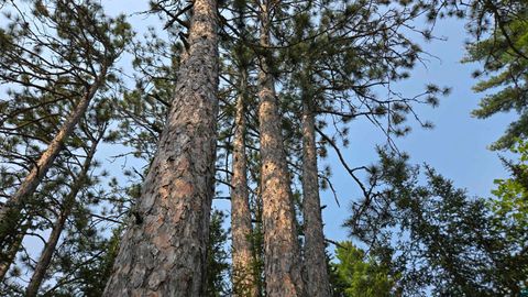 Tiny photo for 1182 Bessette Rd, Orr, MN 55771 (MLS # 6119775)