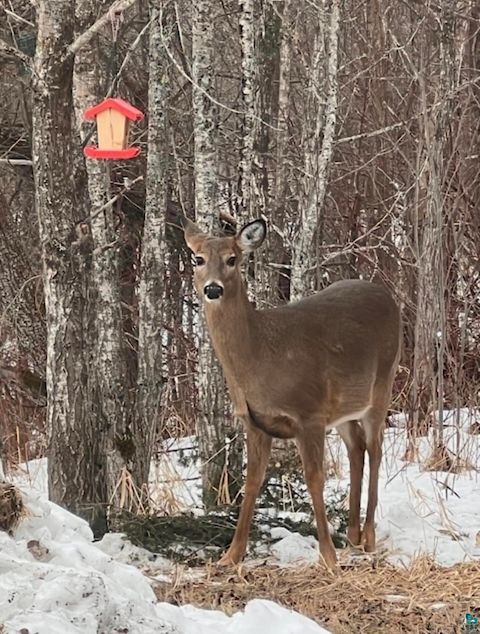 Tiny photo for 265 Mink Ranch, Lutsen, MN 55612 (MLS # 6123985)