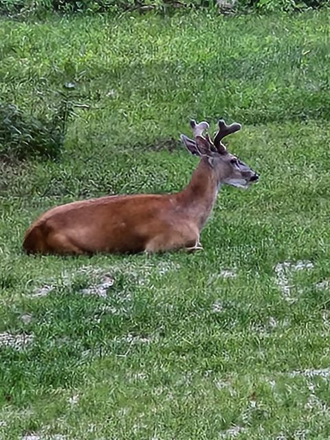 Tiny photo for 3947 Haines Rd, Hermantown, MN 55811 (MLS # 6122988)