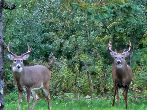 Tiny photo for 3947 Haines Rd, Hermantown, MN 55811 (MLS # 6122988)