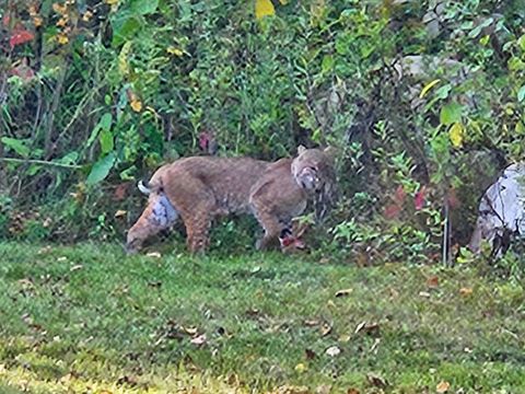 Tiny photo for 3947 Haines Rd, Hermantown, MN 55811 (MLS # 6122988)