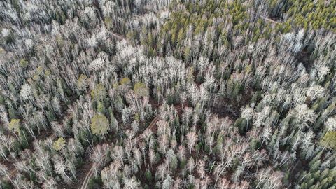 Tiny photo for TBD Arthur Lake, Babbitt, MN 55706 (MLS # 6123667)