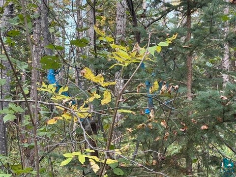 Tiny photo for XXX Brule River Rd, Brule, WI 54820 (MLS # 6128368)
