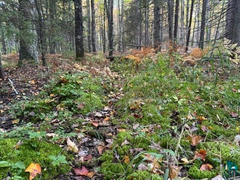 Tiny photo for XXX Brule River Rd, Brule, WI 54820 (MLS # 6128368)