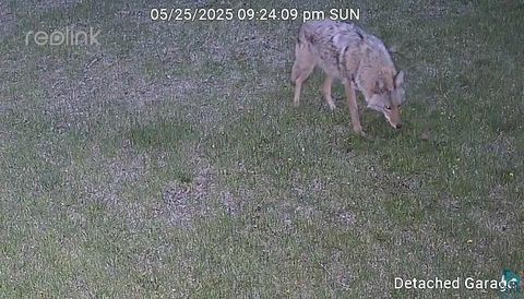 Tiny photo for 13462 Villa Rd, Ely, MN 55731 (MLS # 6124112)