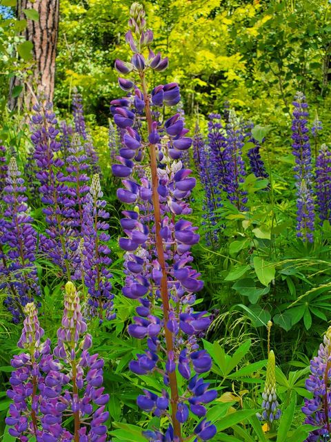 Tiny photo for 13462 Villa Rd, Ely, MN 55731 (MLS # 6124112)