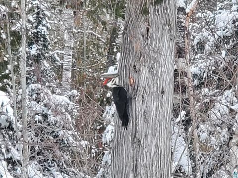 Tiny photo for 13462 Villa Rd, Ely, MN 55731 (MLS # 6124112)