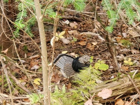 Tiny photo for 13462 Villa Rd, Ely, MN 55731 (MLS # 6124112)