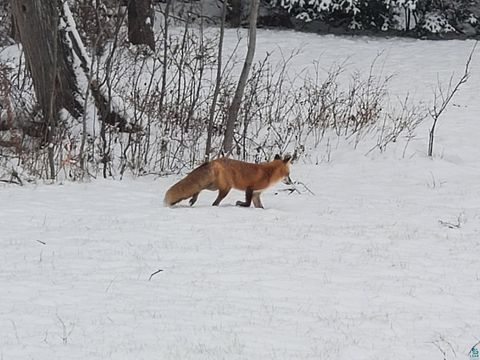 Tiny photo for 13462 Villa Rd, Ely, MN 55731 (MLS # 6124112)