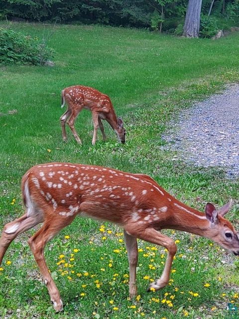 Tiny photo for 13462 Villa Rd, Ely, MN 55731 (MLS # 6124112)