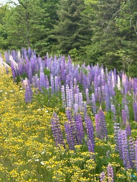 Tiny photo for 261 Caps Tr, Lutsen, MN 55612 (MLS # 6124017)