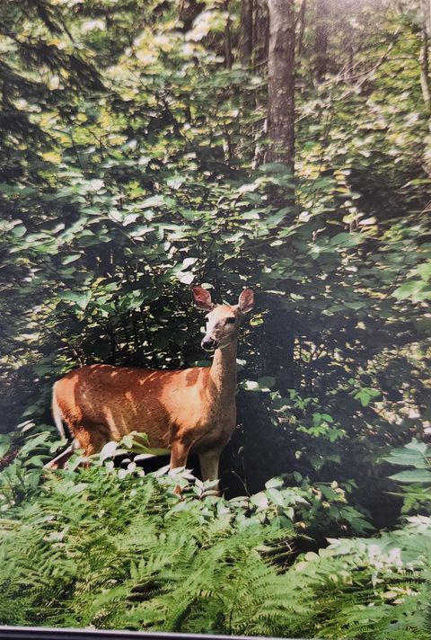 Tiny photo for 1346 Bear Head State Park Rd, Ely, MN 55731 (MLS # 6122929)