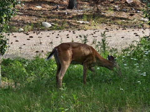 Tiny photo for 1346 Bear Head State Park Rd, Ely, MN 55731 (MLS # 6122929)