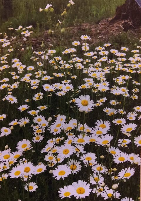 Tiny photo for 1346 Bear Head State Park Rd, Ely, MN 55731 (MLS # 6122929)