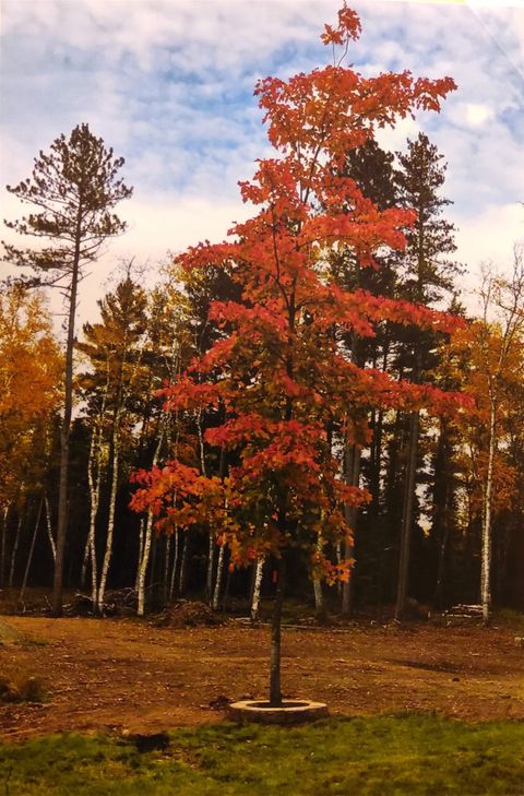 Tiny photo for 1346 Bear Head State Park Rd, Ely, MN 55731 (MLS # 6122929)