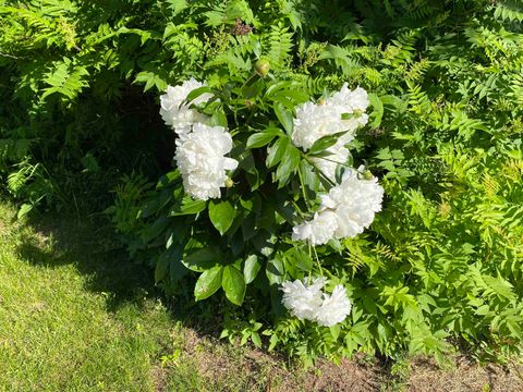 Tiny photo for 6223 Petre St, Duluth, MN 55807 (MLS # 6123296)