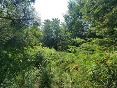 Tiny photo for 2 W 4th Ave, Grand Marais, MN 55604 (MLS # 6127346)