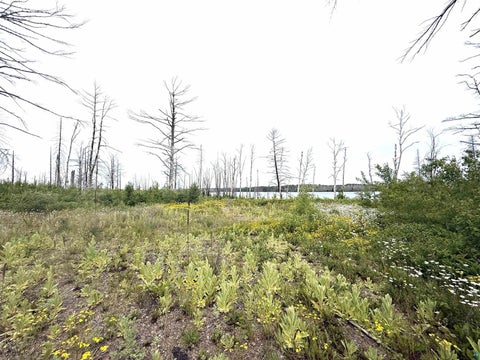 Tiny photo for 2377 N McDougal Lake Rd, Isabella, MN 55607 (MLS # 6126827)