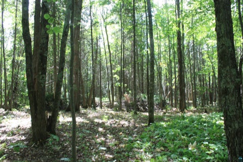 Tiny photo for 50 S Maple Dr, Poplar, WI 54864 (MLS # 6123690)