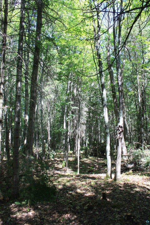 Tiny photo for 50 S Maple Dr, Poplar, WI 54864 (MLS # 6123690)