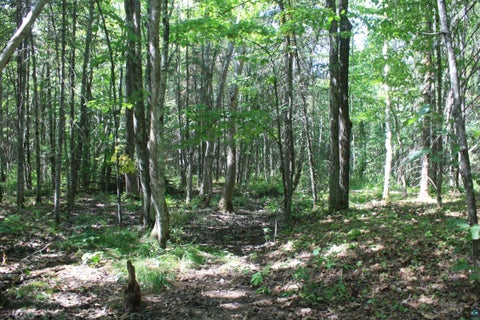 Tiny photo for 50 S Maple Dr, Poplar, WI 54864 (MLS # 6123690)