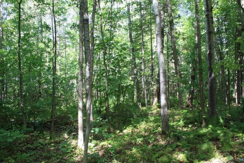 Tiny photo for 50 S Maple Dr, Poplar, WI 54864 (MLS # 6123690)