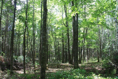 Tiny photo for 50 S Maple Dr, Poplar, WI 54864 (MLS # 6123690)