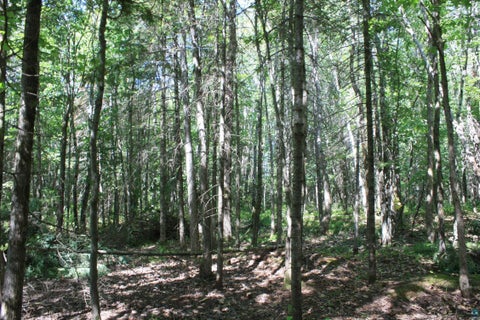 Tiny photo for 50 S Maple Dr, Poplar, WI 54864 (MLS # 6123690)
