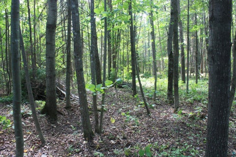 Photo of 50 S Maple Dr, Poplar, WI 54864 (MLS # 6123690)