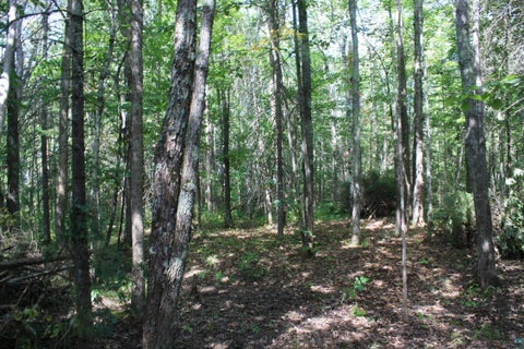 Tiny photo for 50 S Maple Dr, Poplar, WI 54864 (MLS # 6123690)