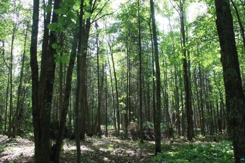 Tiny photo for 50 S Maple Dr, Poplar, WI 54864 (MLS # 6123690)